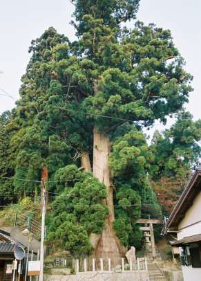 杉本の貞観杉