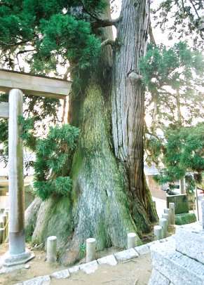 杉本の貞観杉