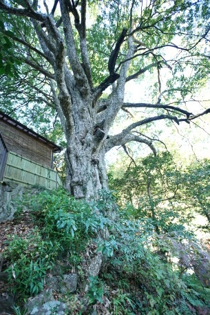 小仏のカゴノキ