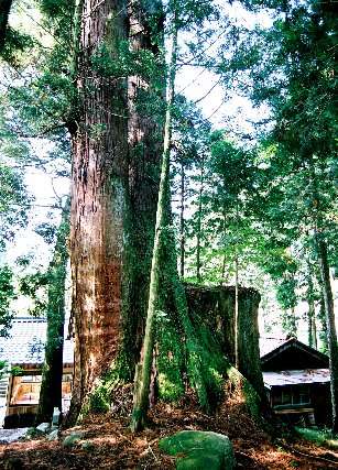 八剣神社の大杉