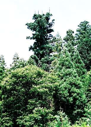 湯島の大杉