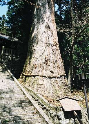 細野諏訪神社の大杉