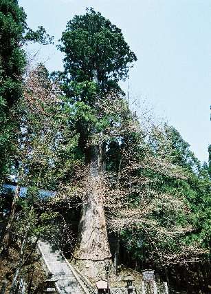 細野諏訪神社の大杉