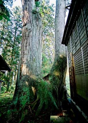 釜沢神社の大杉