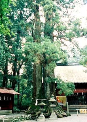 富士浅間神社諏訪社の大杉