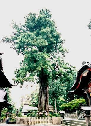 富士浅間神社の太郎杉