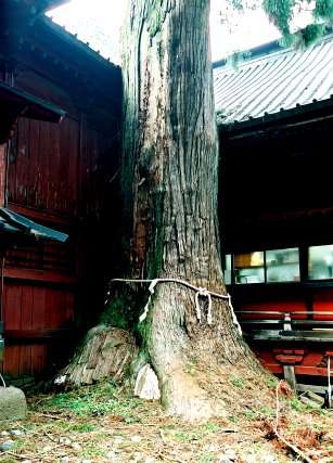 富士浅間神社の次郎杉