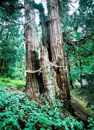諏訪神社の千年杉