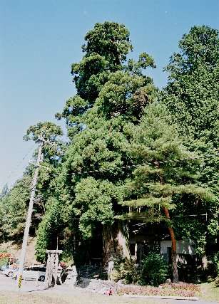 大森神社の大スギ