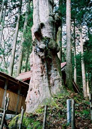 神坂神社の日本杉
