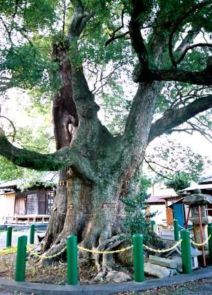 若宮八幡大クス
