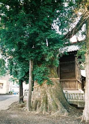 熊野神社のクスノキ　No1
