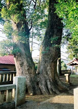 熊野神社のクスノキ　No2