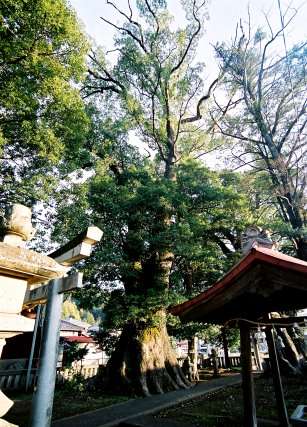 熊野神社のクスノキ　No3