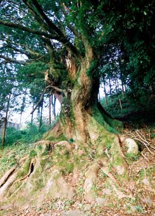春日神社のクス