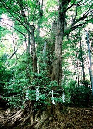 大国魂神社のイチョウ