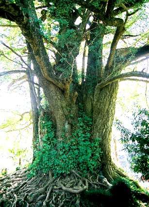 黒俣の大イチョウ