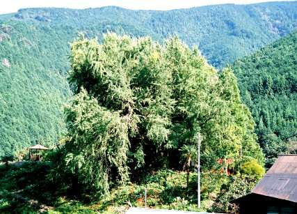 黒俣の大イチョウ