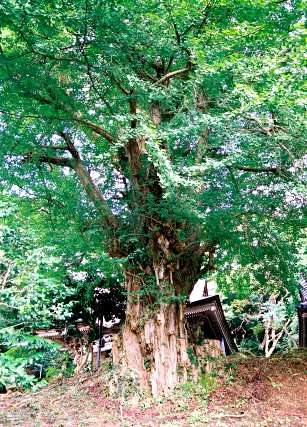 西生寺の大イチョウ