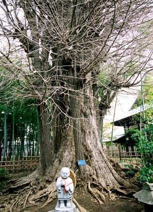 影向寺の乳イチョウ