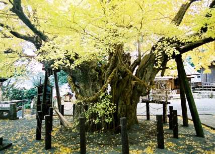 松崎伊那下神社のイチョウ