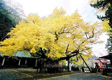 松崎伊那下神社のイチョウ