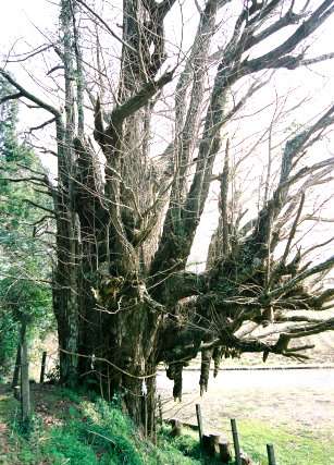 大胡田天神社のイチョウ