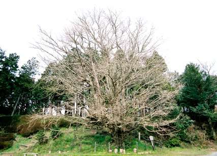 大胡田天神社のイチョウ