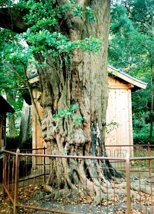 八幡神社のイスノキ