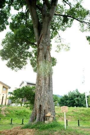 布施五明のエノキ