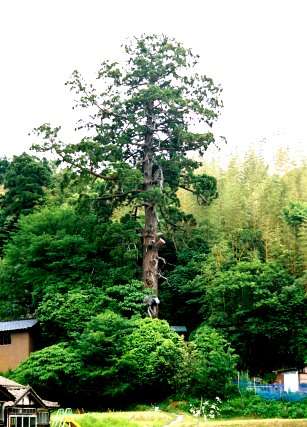 金峰神社の大杉