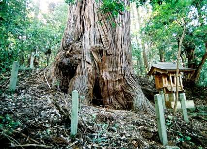 桜木神社の大杉