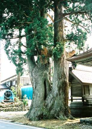 名下熊野神社の大杉