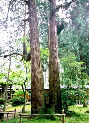 妙法寺の本山霊木