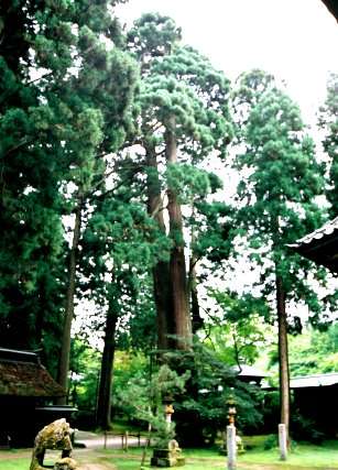 妙法寺の本山霊木