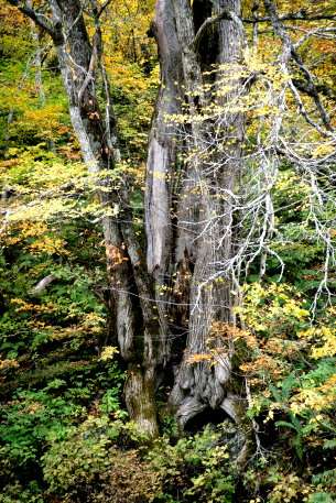 天生のカツラ　No4