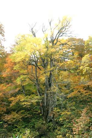 天生のカツラ　No4