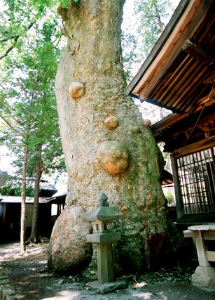 先ノ宮神社のケヤキ