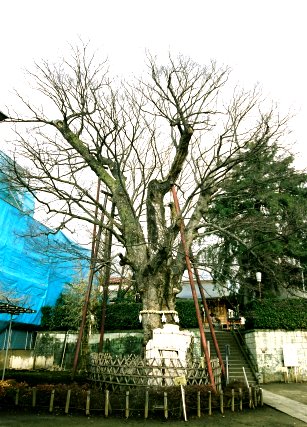 白山神社の大ケヤキ　No1