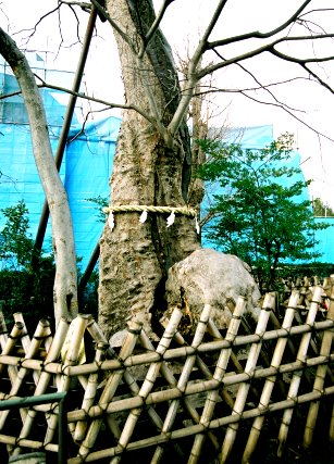 白山神社の大ケヤキ　No2