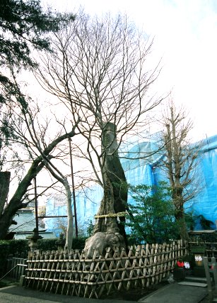 白山神社の大ケヤキ　No2