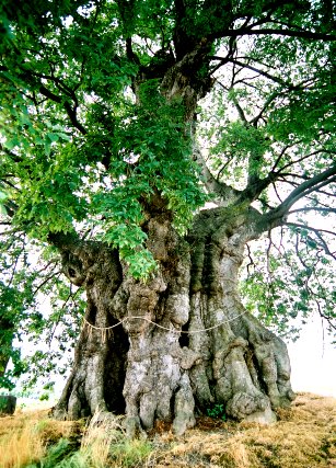 行塚の大エノキ