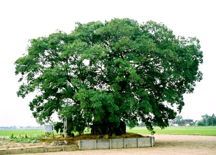 行塚の大エノキ