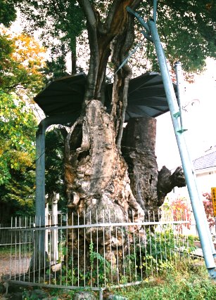 伊和神社のケヤキ　No1