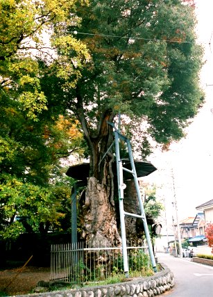 伊和神社のケヤキ　No1