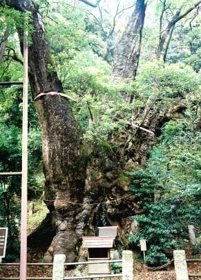 葛見神社の大クス