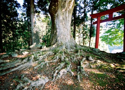 田沢十二神社のの大欅