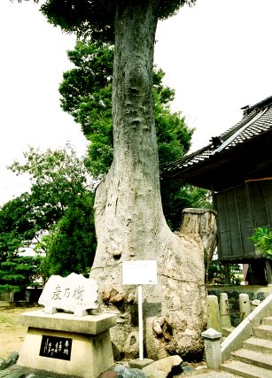 楢本神社のケヤキ