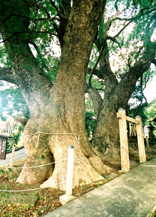 三島神社の夫婦クス