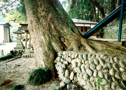 渡ケ島諏訪神社のクスノキ　No1